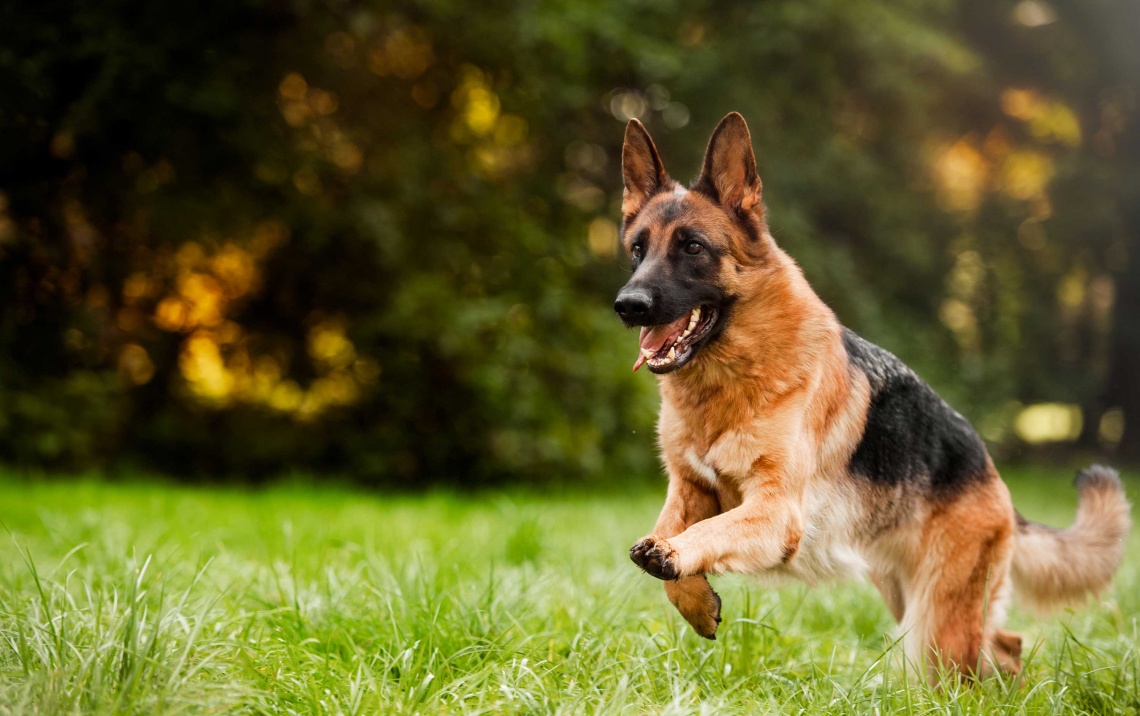 Pastore tedesco che corre - immagine relativa a integratori e petfood per rappresentare la salute del cane