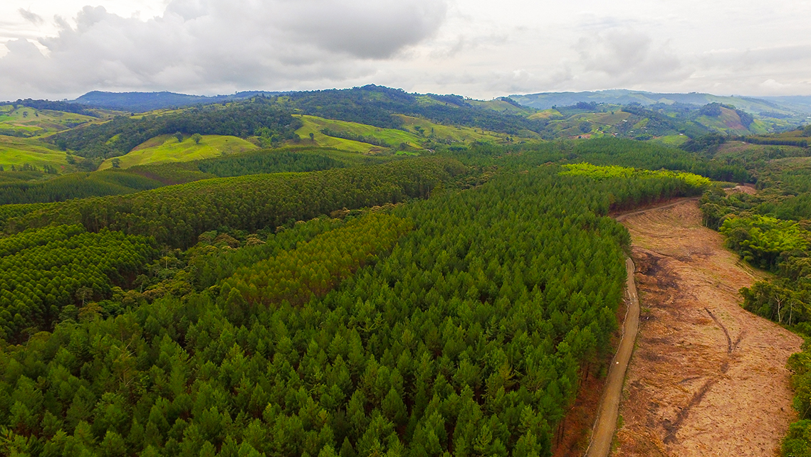La riforestazione di estese aree boschive